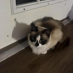 Image of Calypso, Lost Cat