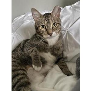 Image of Meeps, Lost Cat
