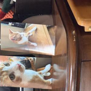 Image of Jack, Lost Cat