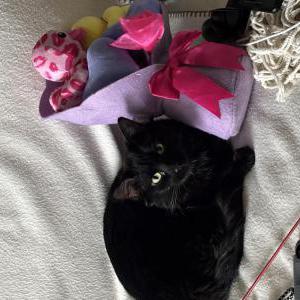 Image of Lucifer, Lost Cat