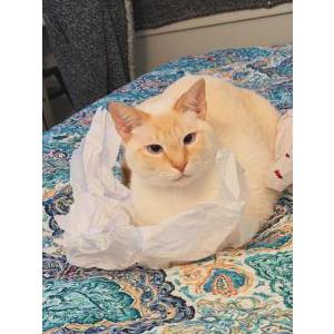 Image of cebolinha, Lost Cat