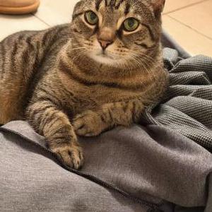 Image of Patrick, Lost Cat
