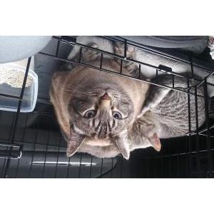 Lost Cat Chowder