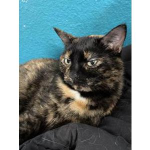 Image of Daisy, Lost Cat