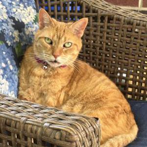Lost 2 Ginger (Pennsylvania)