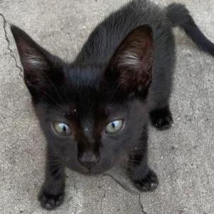 Image of unknown, Lost Cat