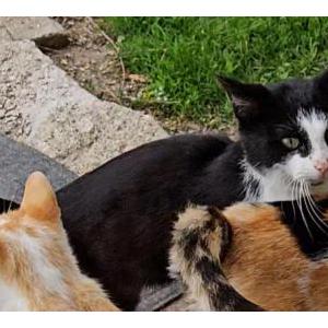 Image of unknown, Lost Cat