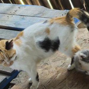 Image of unknown, Lost Cat
