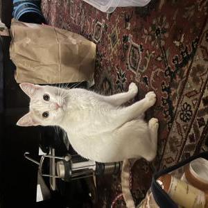 Image of Kitty boy, Lost Cat