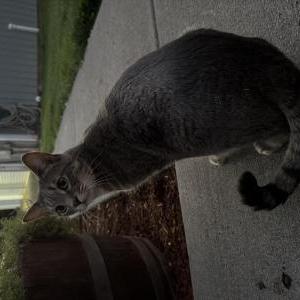Lost Cat Gunter