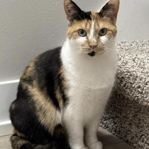 Image of Juno, Lost Cat