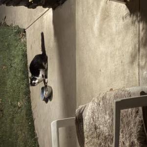 Image of Unknown, Found Cat