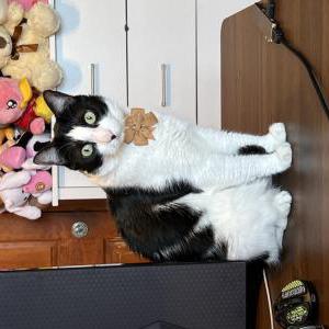 Image of Michy, Lost Cat