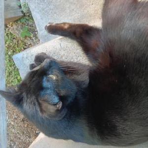 Image of Jasper, Lost Cat