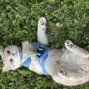 2nd Image of Cash, Lost Cat