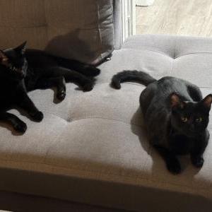 Image of Tom, Lost Cat