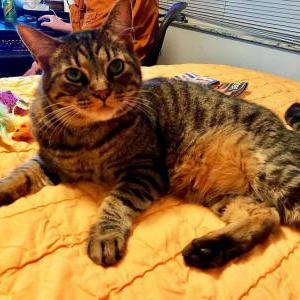 Image of Jack or Jack O’Neill, Lost Cat