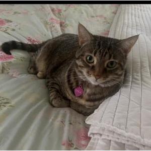 Image of Lola Smith, Lost Cat
