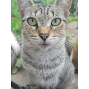 Image of Daisy, Lost Cat