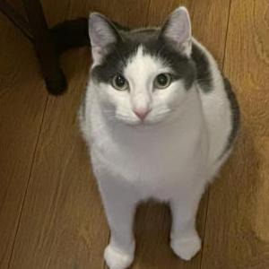 Image of Grayson, Lost Cat