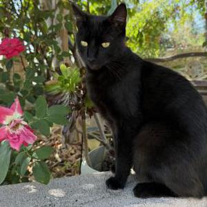 Image of Sprite, Lost Cat