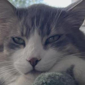 Image of Spartan, Lost Cat