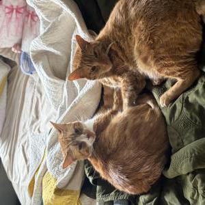 Lost Cat Simba