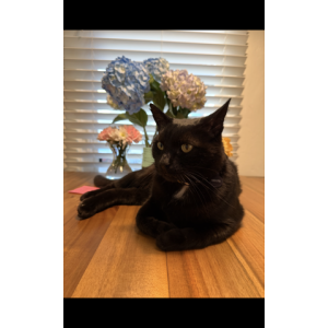 Image of Kai, Lost Cat