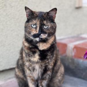 Image of Zion, Lost Cat