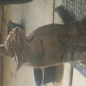 Image of Noor, Lost Cat