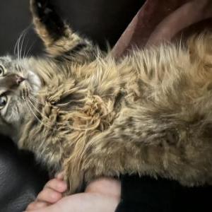 Image of Luna, Lost Cat