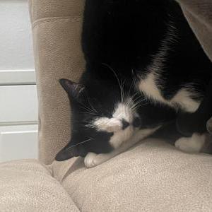 Lost Cat Kiki