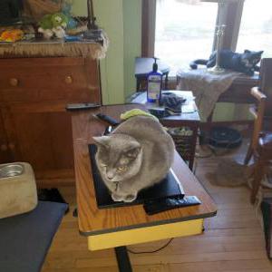 Image of Priscilla, Lost Cat