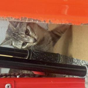 Image of unknown, Found Cat