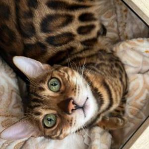 Image of Arya, Lost Cat
