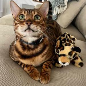 2nd Image of Arya, Lost Cat