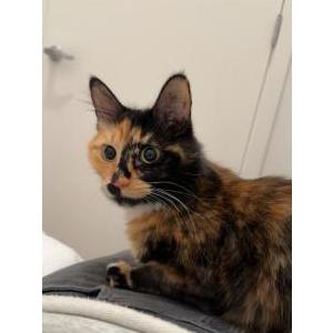Lost Cat Dior