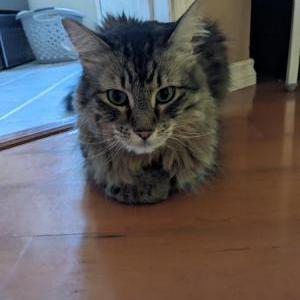 Image of Sherlock, Lost Cat