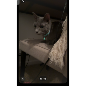 Image of Sheila, Lost Cat