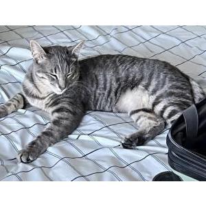 Image of Tony, Lost Cat