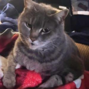 Image of MaryAnne, Lost Cat