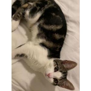 Image of Cici, Lost Cat
