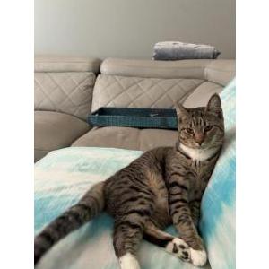 Image of Dolly, Lost Cat