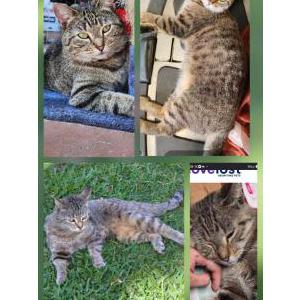 Image of Baby girl, Lost Cat