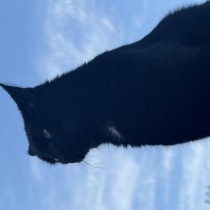 Image of Sunny, Lost Cat