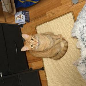 Image of Apollo, Lost Cat