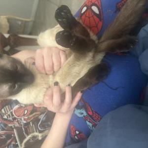 Lost Cat Princess