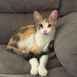 Image of Mixie, Lost Cat