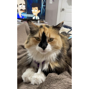 Lost Cat Ginger
