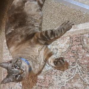 Lost Cat Chowder